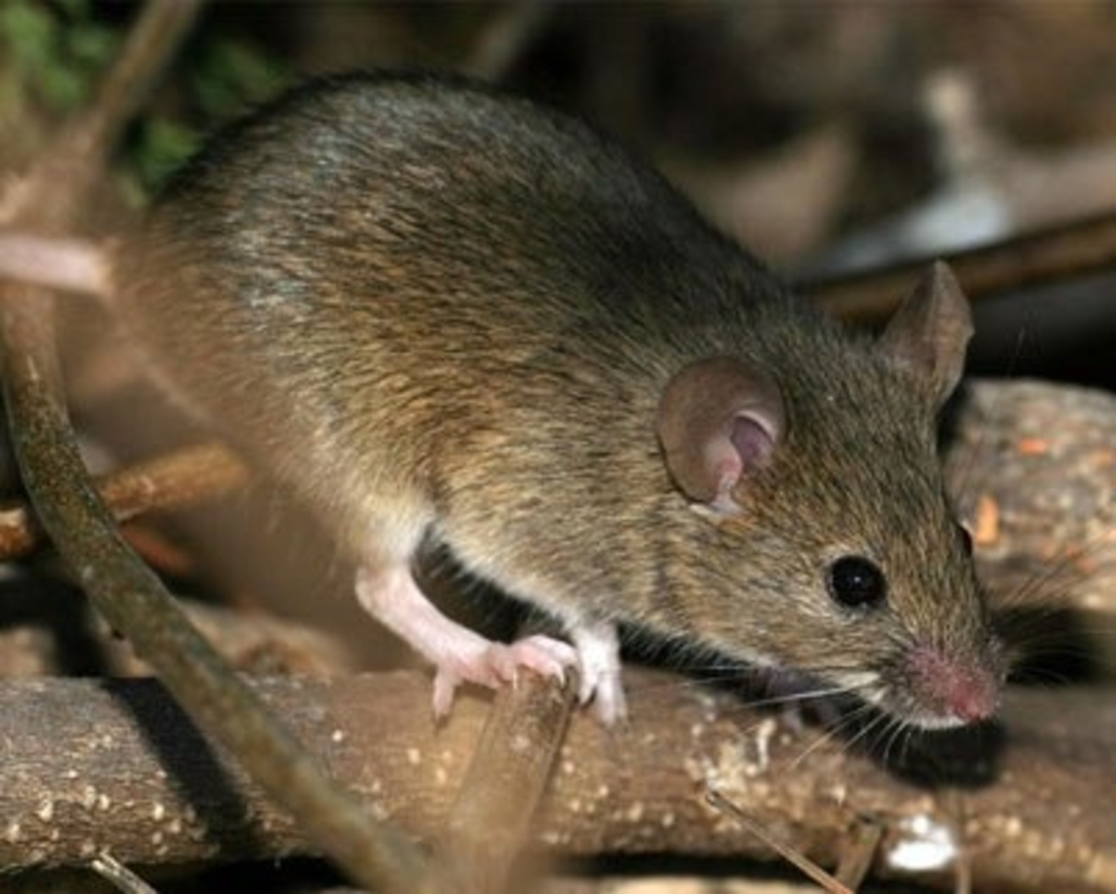 Мыши какие болезни. Геморрагическая лихорадка Грызуны. Мышь полевка и ГЛПС. ГЛПС мышки. Мышиная лихорадка.