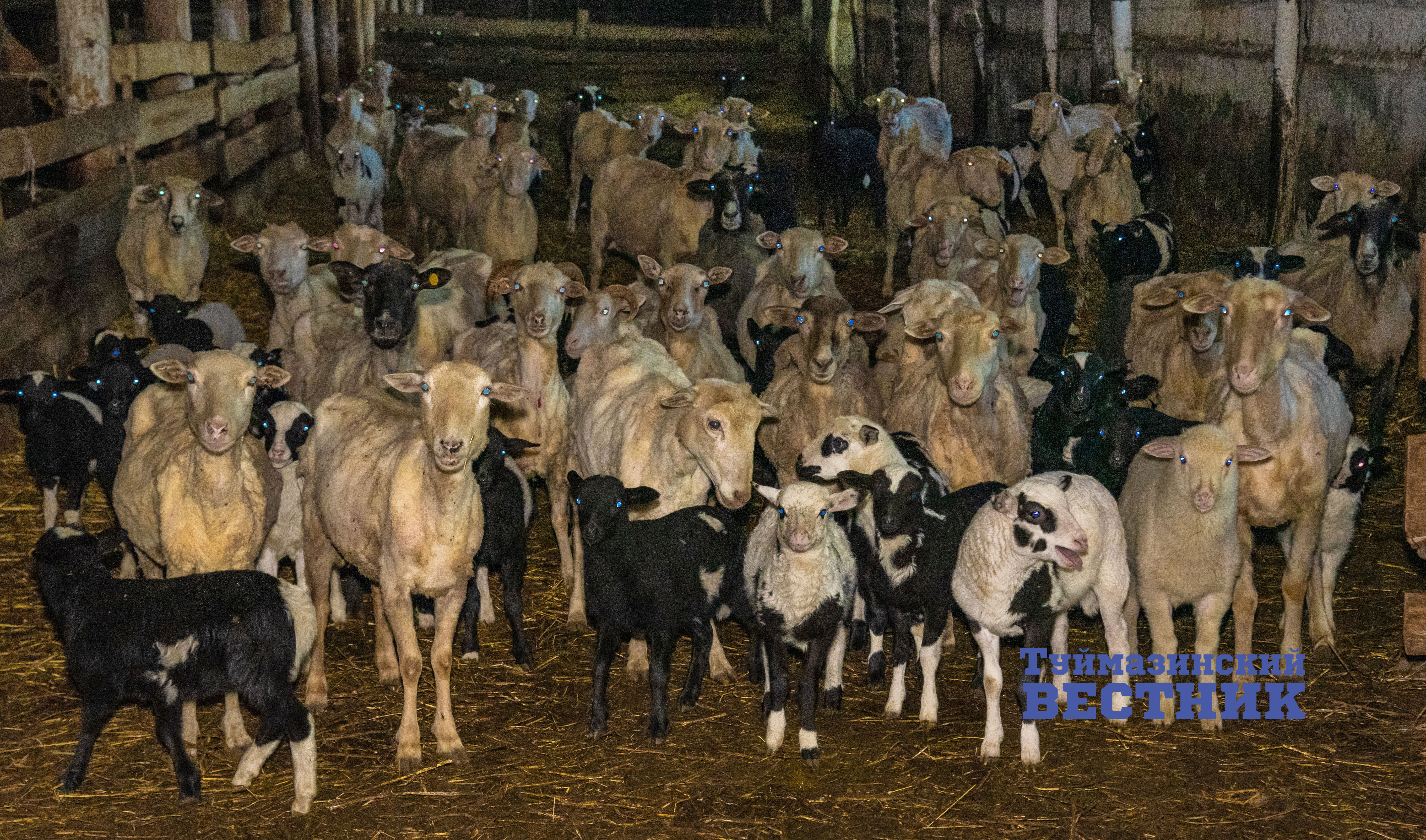 В Туймазах на животноводческой ферме идет ежегодная стрижка овец.