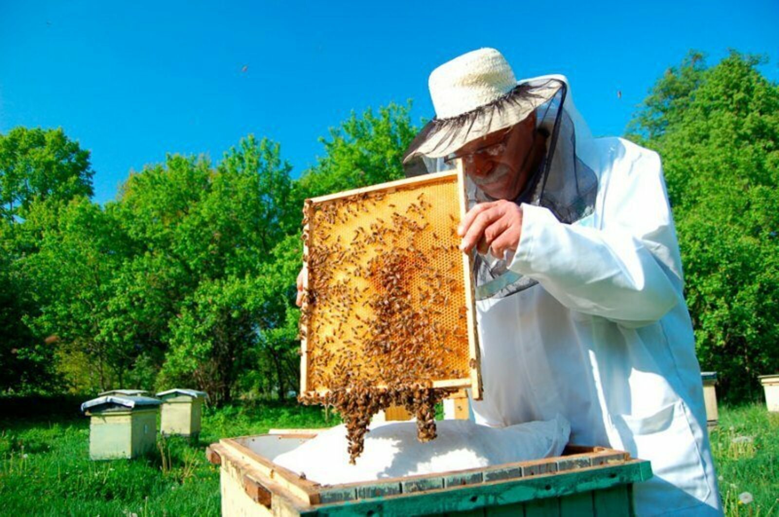 Когда собирают мед. Пасека Алексея Примечаева Марий Эл. Пчелы пасека. Пасечник на пасеке. Пасечник с медом.
