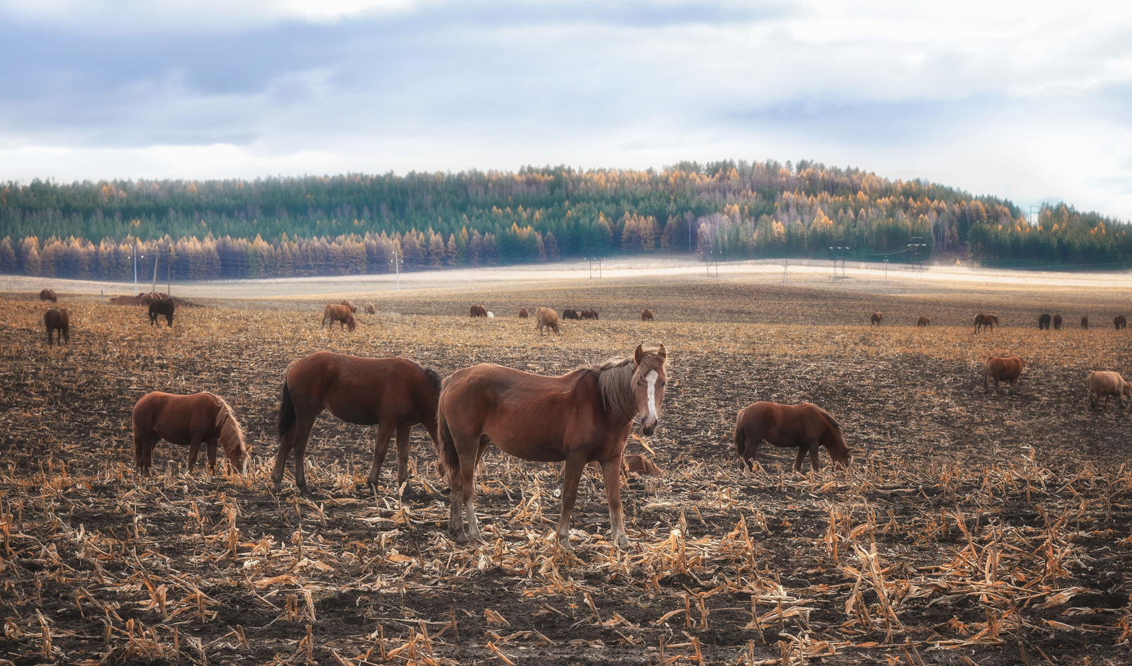 Кумыс из Башкирии становится важнейшим экспортным продуктом