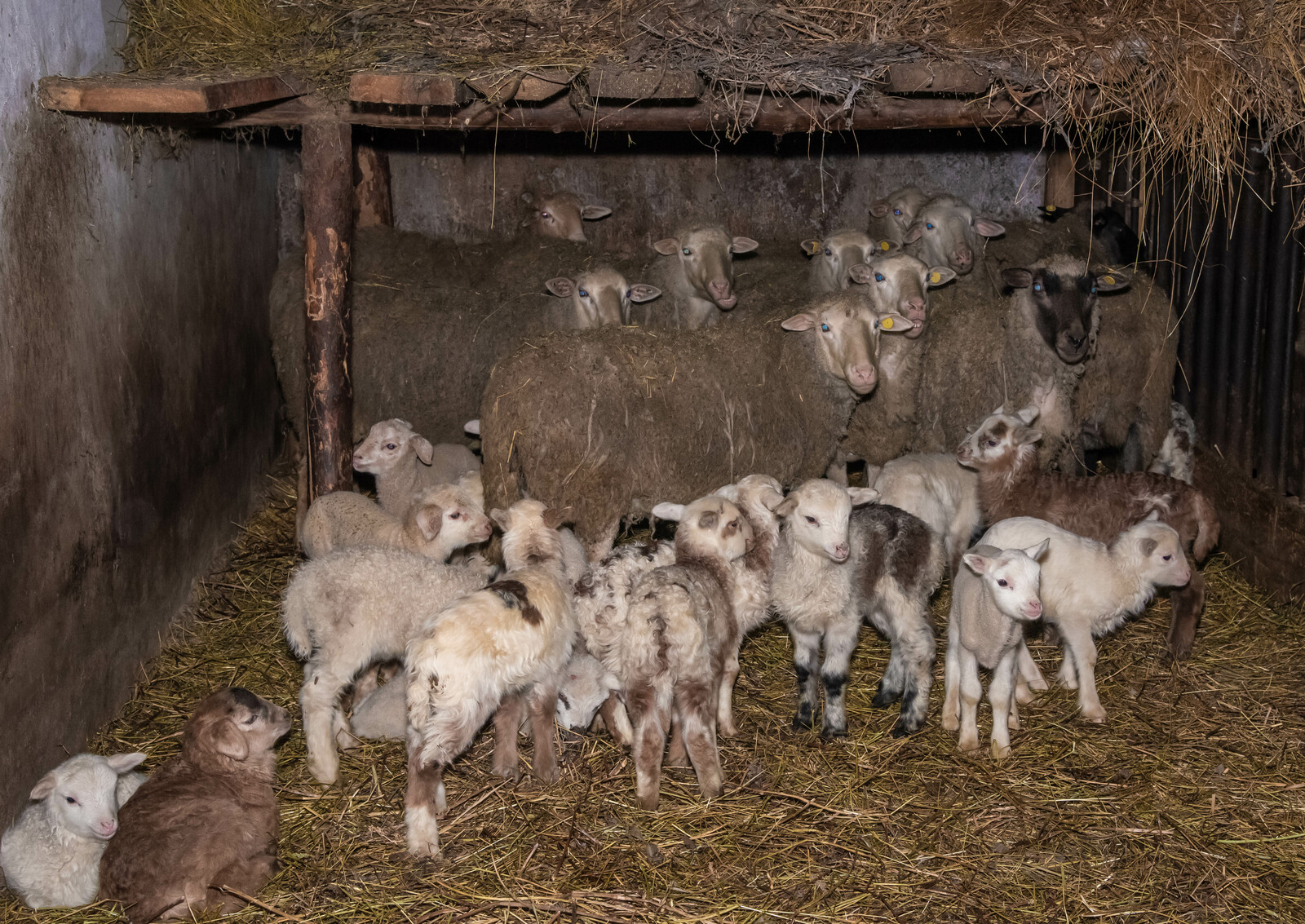 В животноводческих хозяйствах Туймазов идет зимний окот