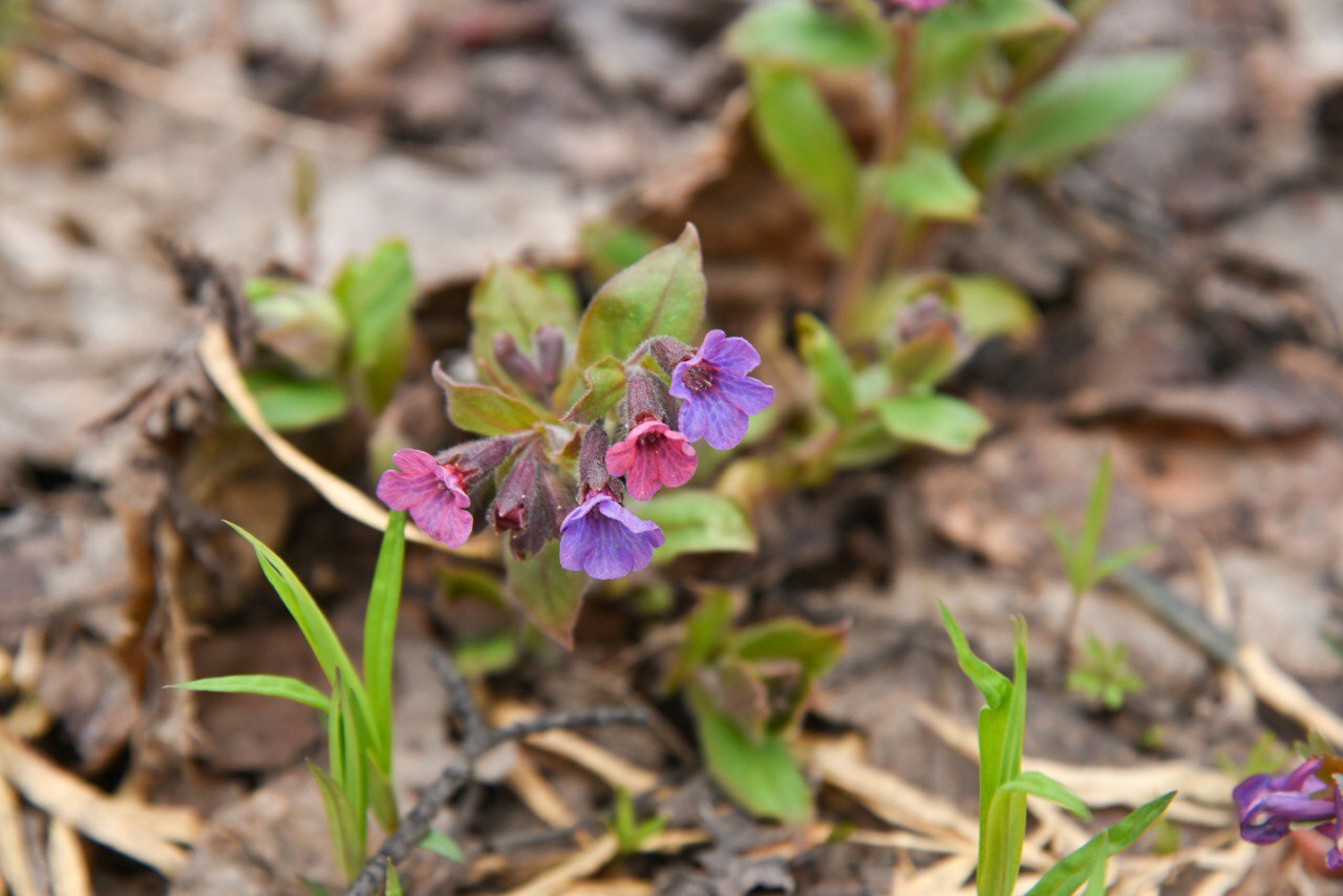 Жители Туймазов любуются первоцветами - фото