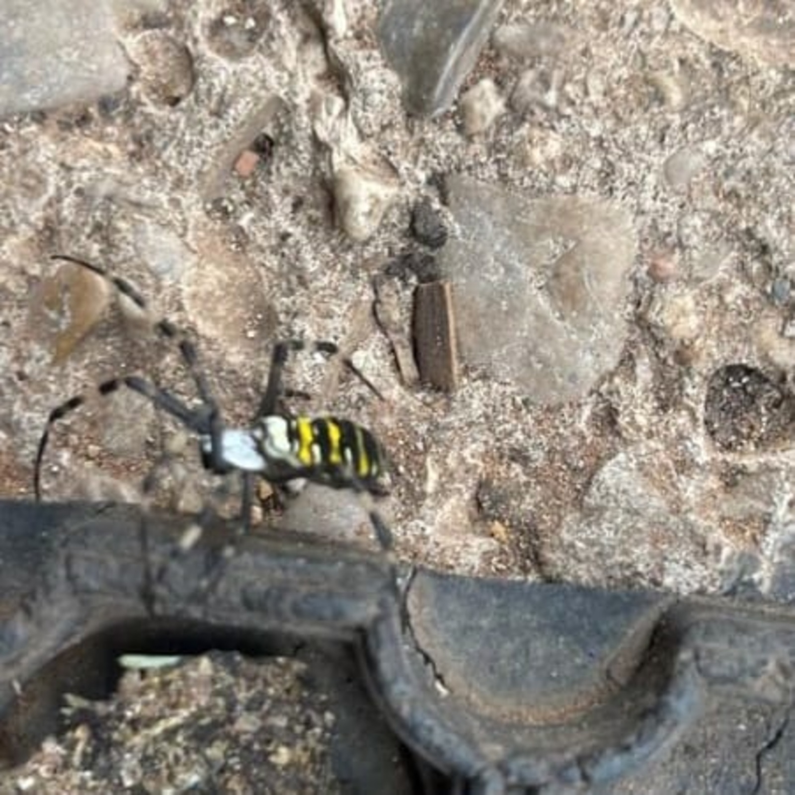 В Туймазах биолог рассказала, надо ли опасаться пауков-ос