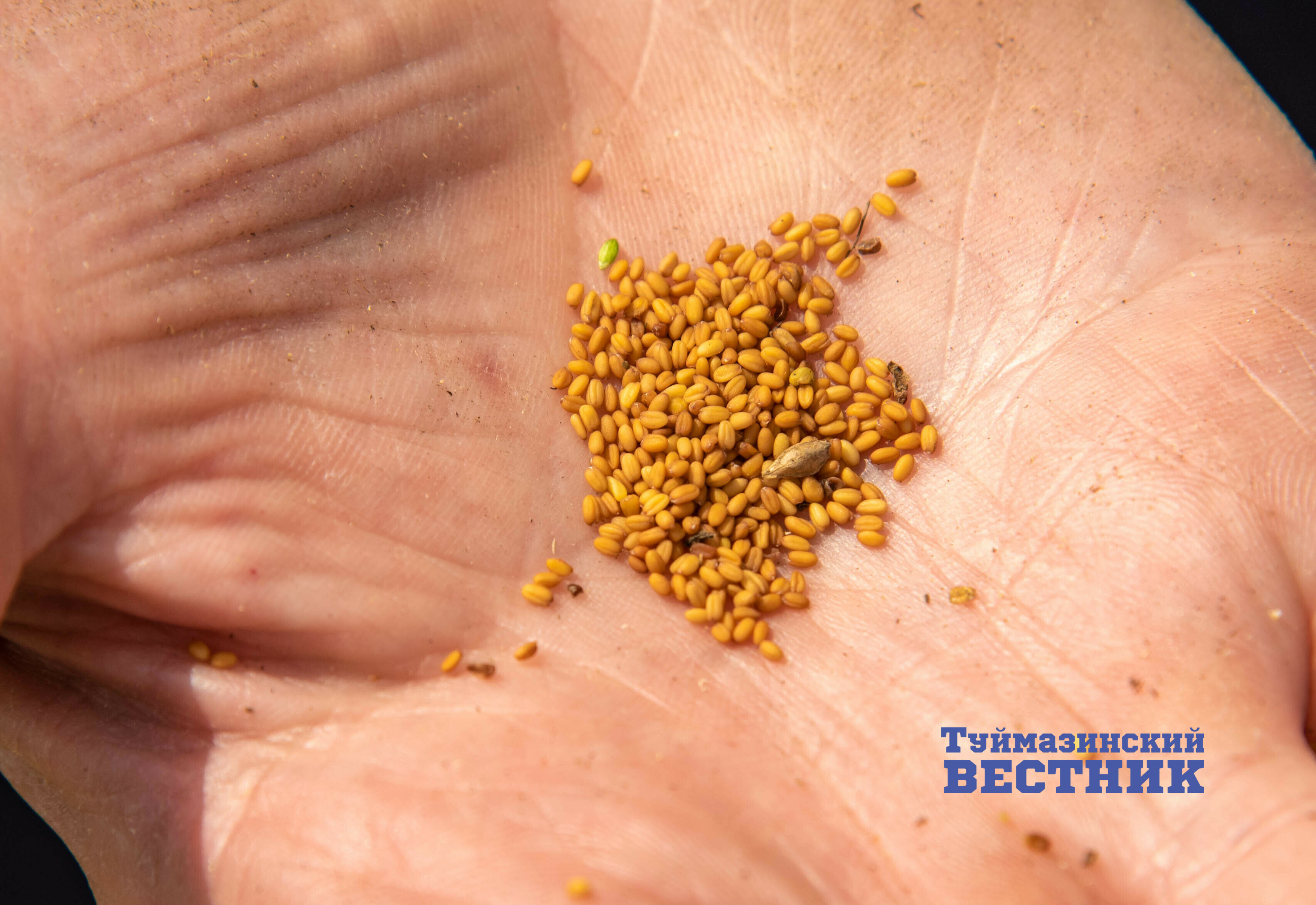 В районах Башкирии завершается уборка масличного рыжика