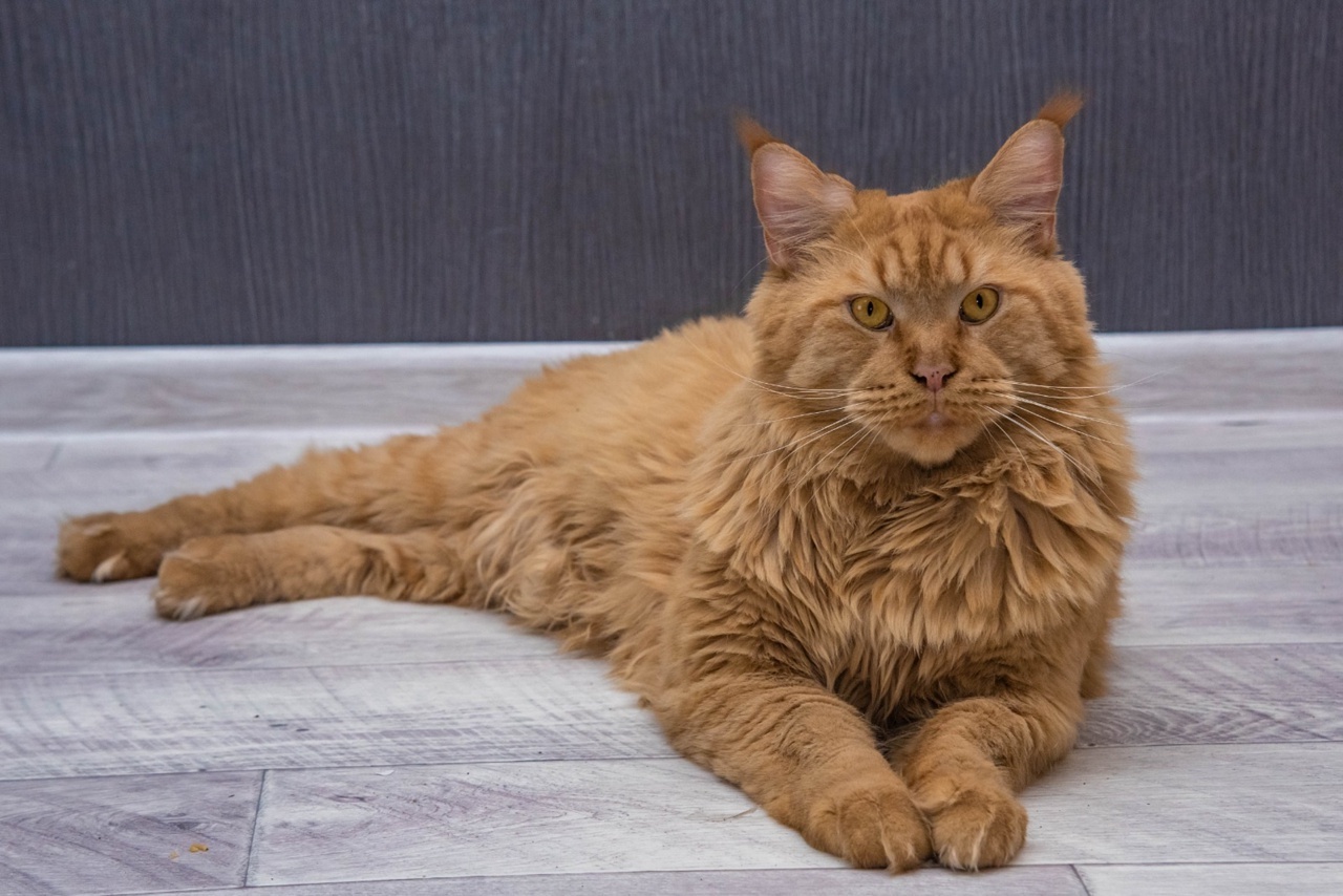 В Башкирии хозяйка мейн-куна рассказала о минусах этой породы кошек