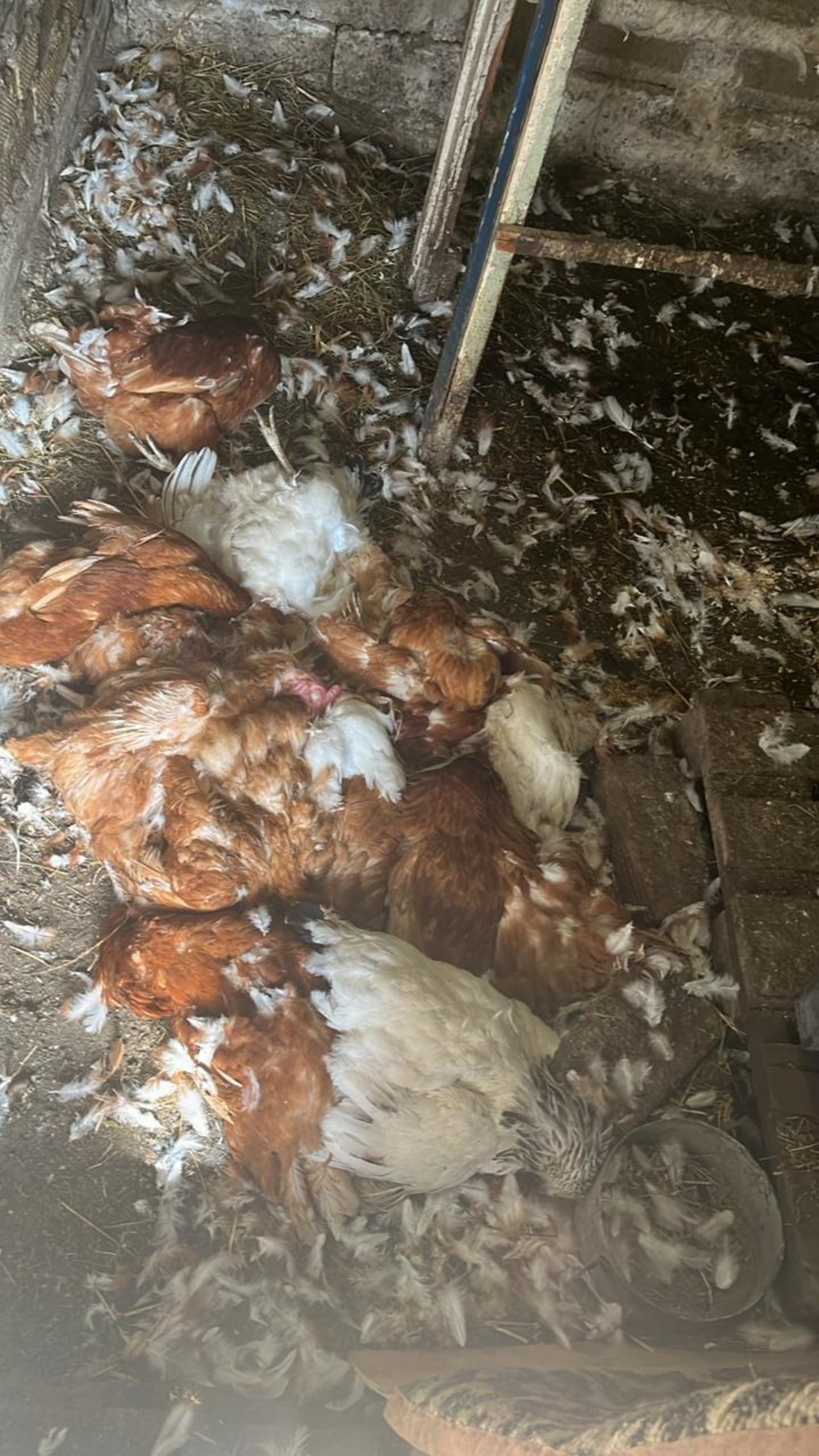 В Туймазах неизвестный зверь передушил кур на частном подворье