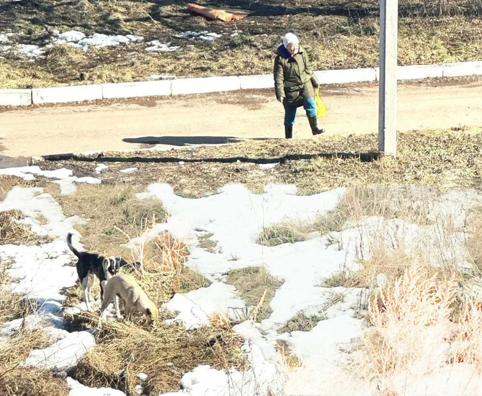 В Туймазах люди требуют призвать к ответу хозяйку агрессивных собак