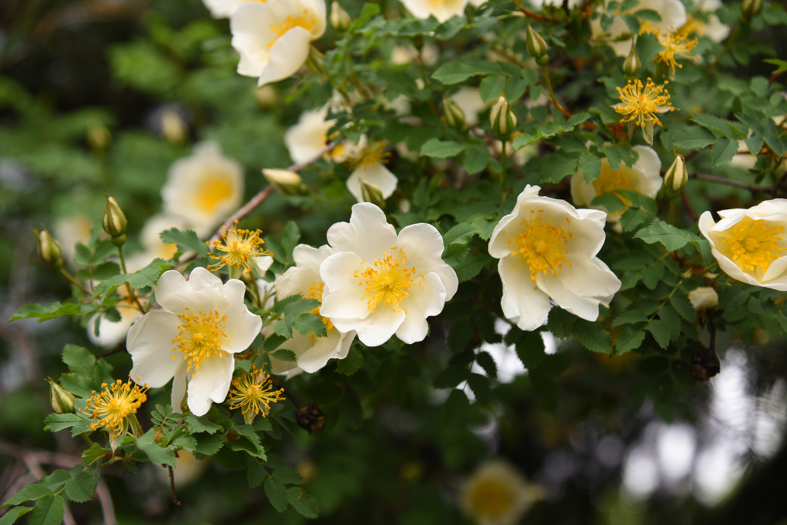 В Башкирию придут дожди и прохлада