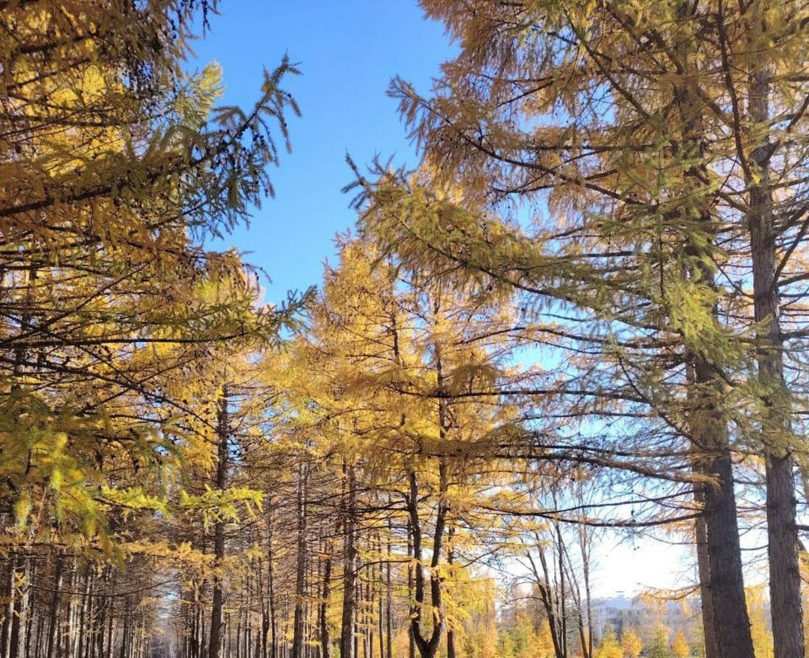 В Башкирии потерялась 82-летняя собирательница грибов