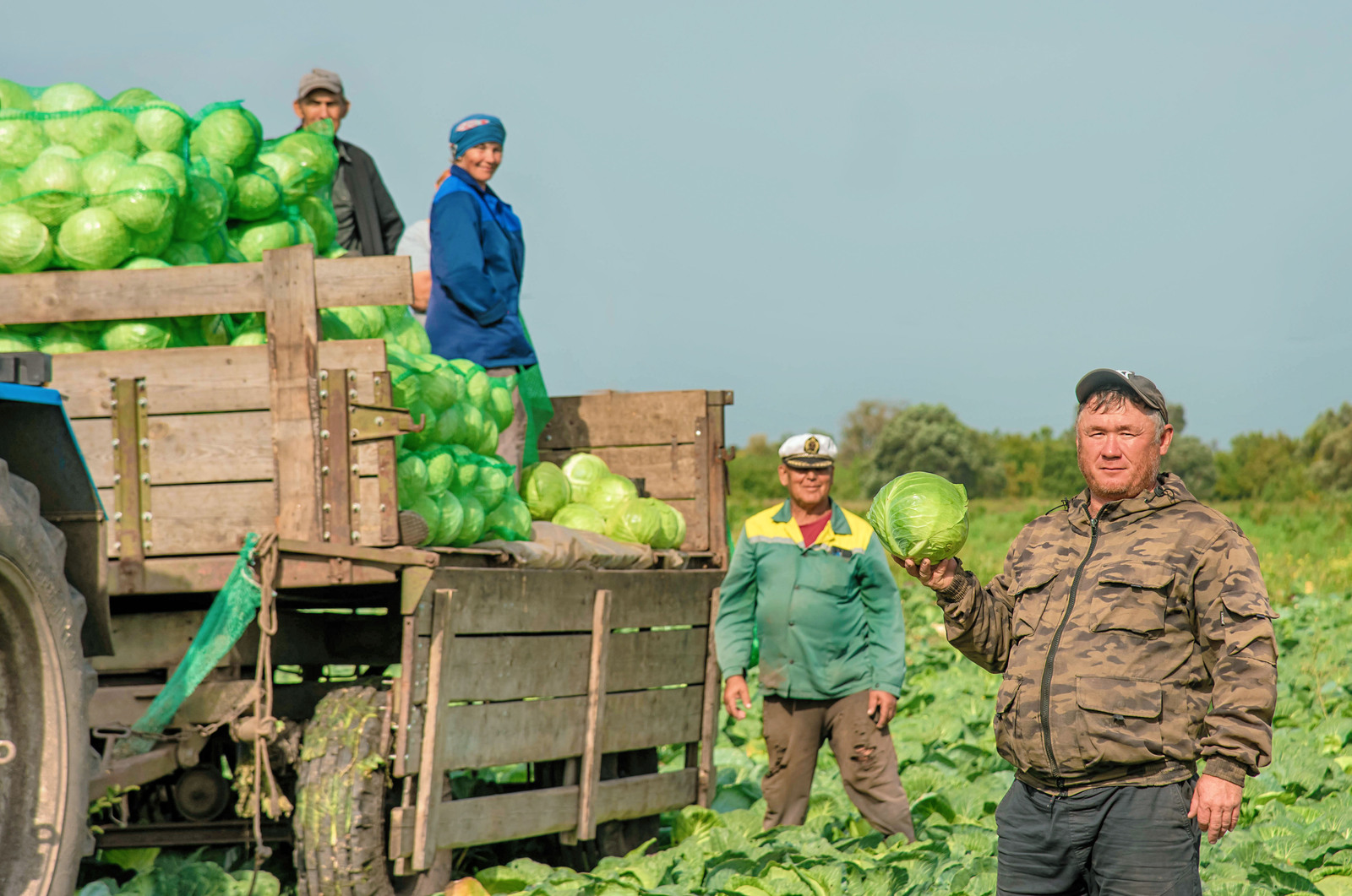 В фермерском хозяйстве Туймазов идет уборка капусты