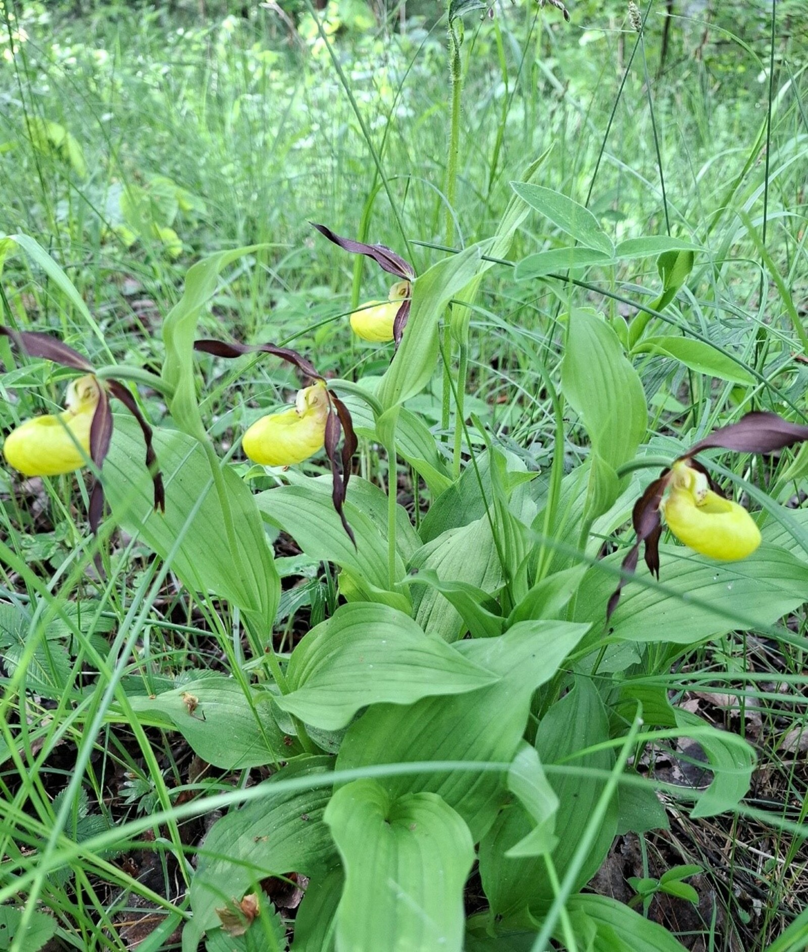 В природном парке Туймазинского района расцвели редкие орхидеи