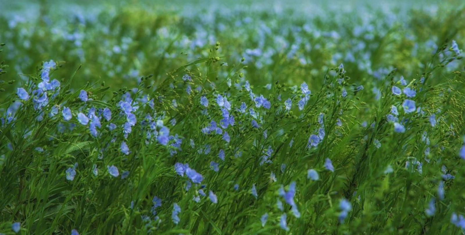 Башкирия экспортировала в Китай крупную партию льна