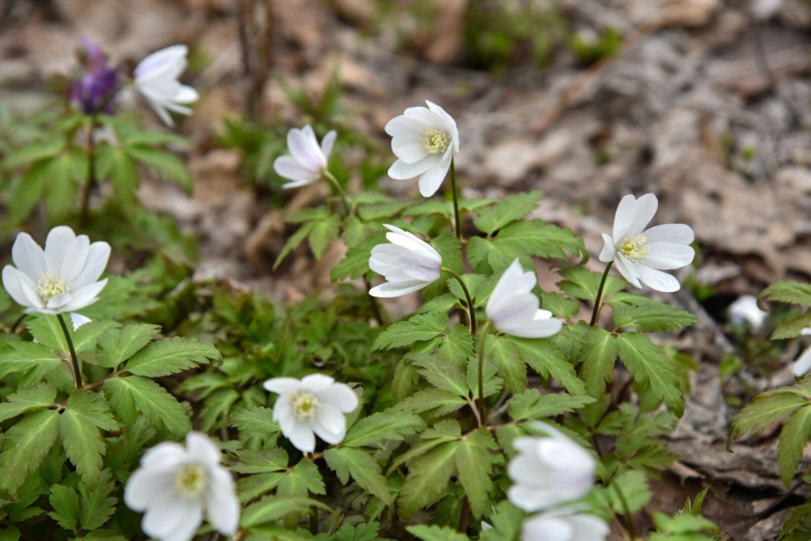 Жители Туймазов любуются первоцветами - фото
