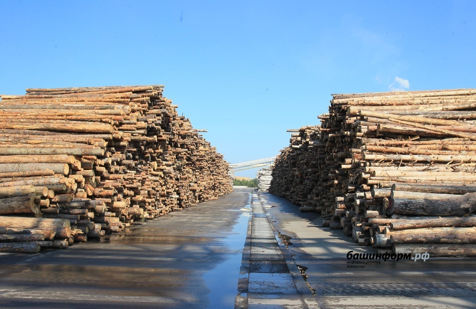 Жителям Башкирии предлагают древесину для собственных нужд