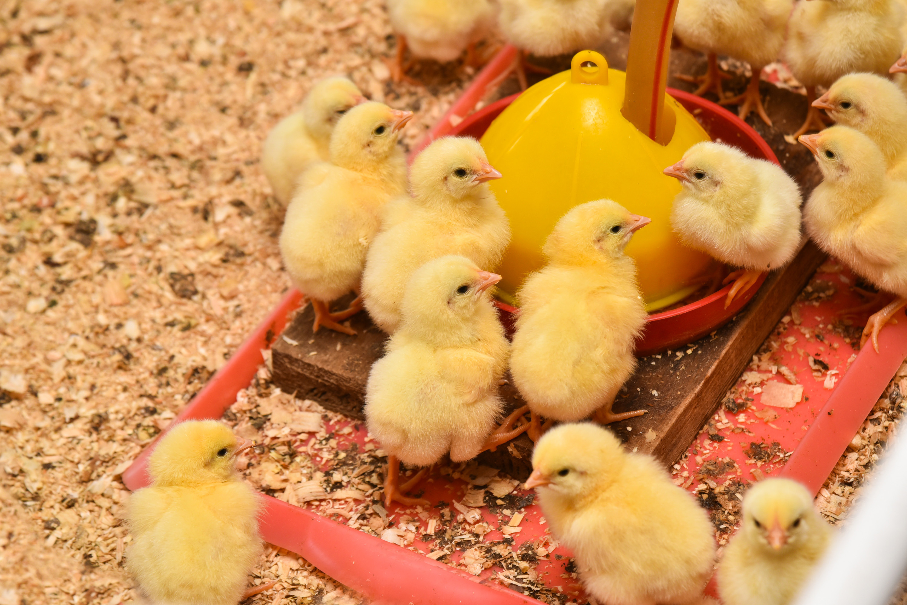 В Туймазах сельский предприниматель получил господдержку на разведение птицы