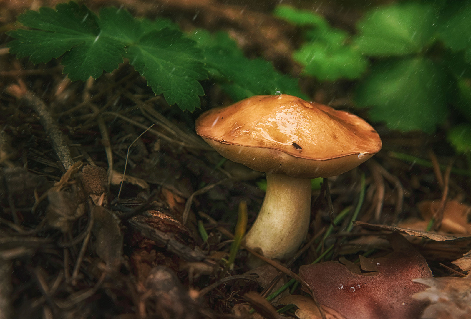 В Башкирии за сутки потерялись пять человек, один из них в Туймазах