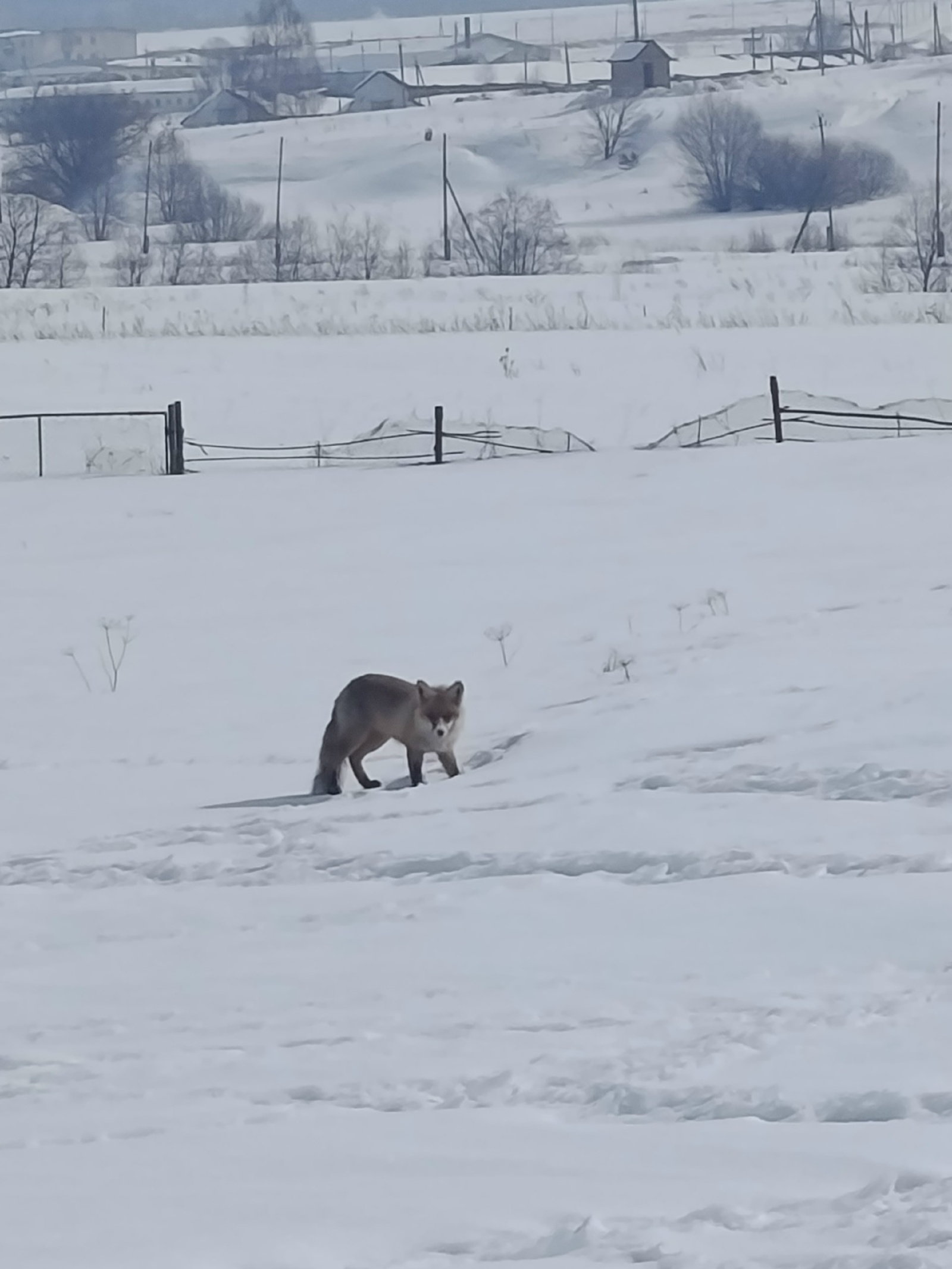 В Туймазах рассказали, что делать, если на подворье повадилась лиса