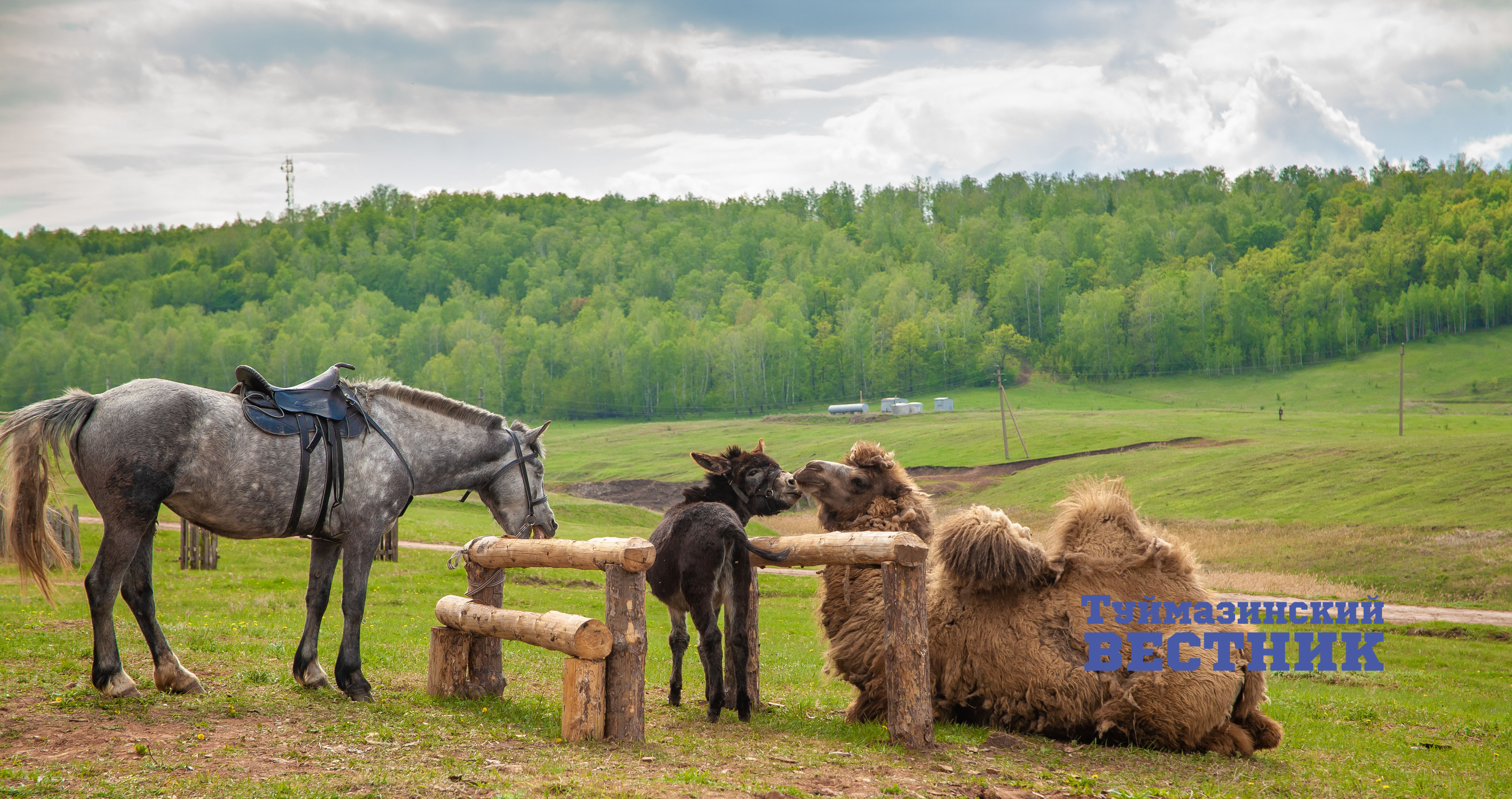 У жителя Туймазинского района в частном подворье живет верблюд