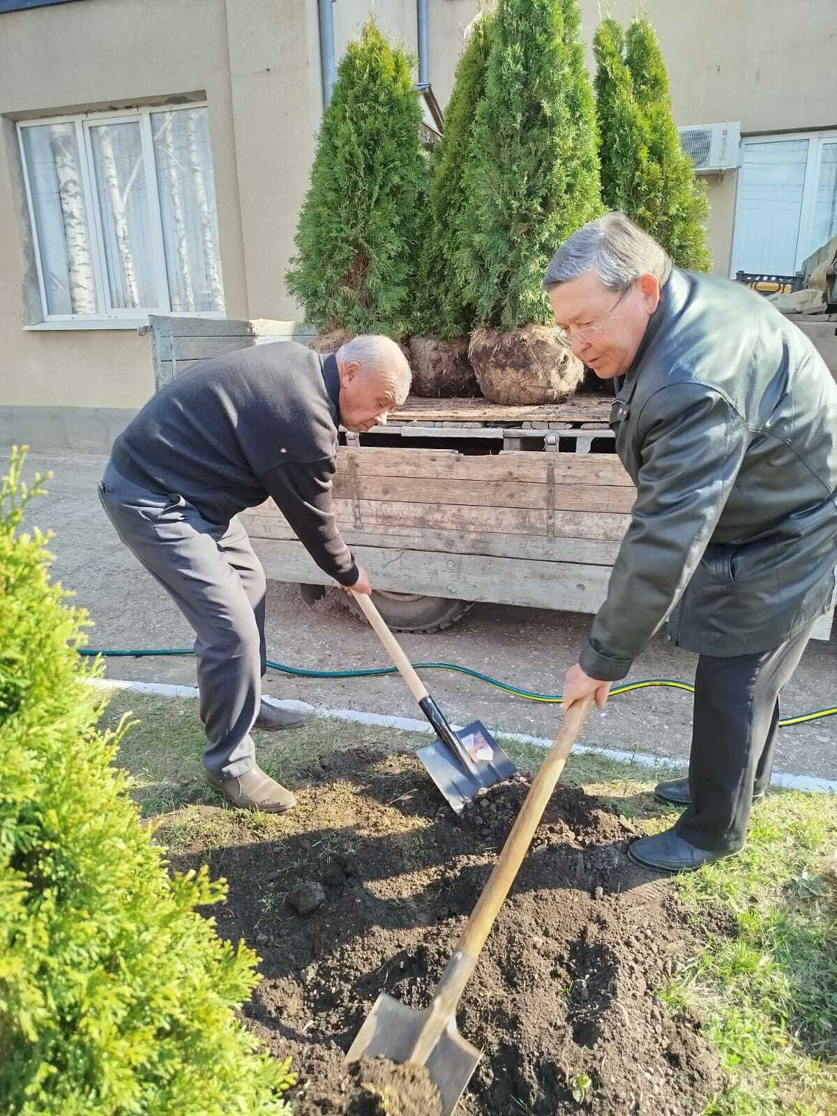 В Туймазах сотрудники «Водоканала» посадили туи