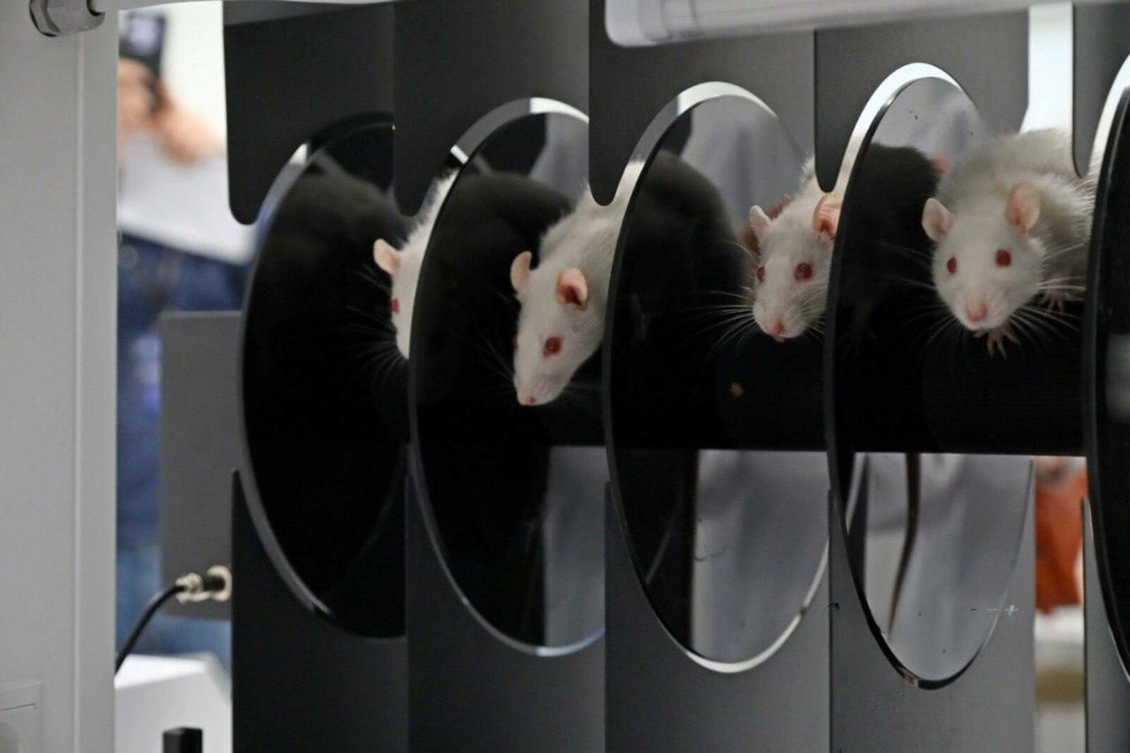 В Межвузовском кампусе перешли на новый этап исследований антидепрессанта