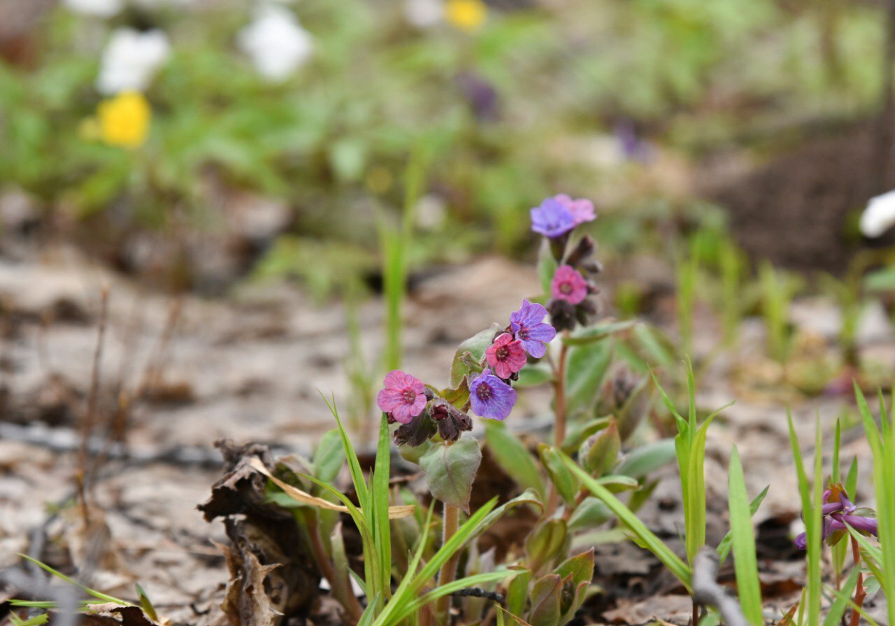 Жители Туймазов любуются первоцветами - фото