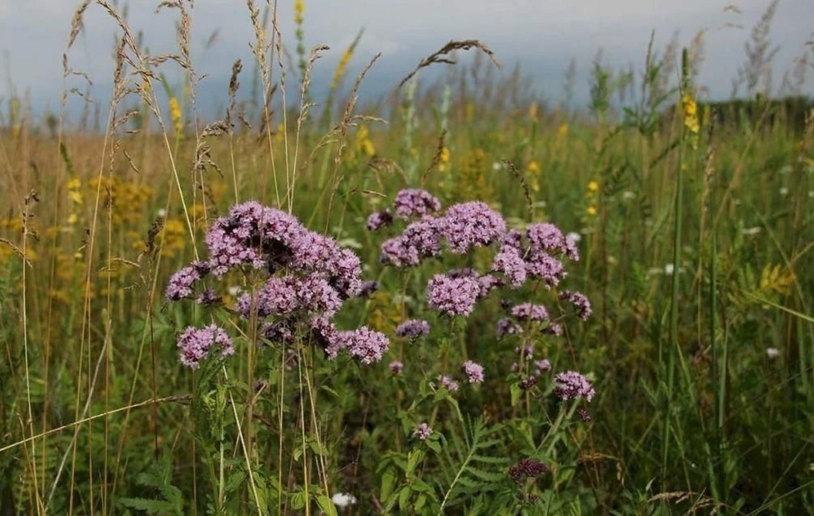 В Башкирии пройдет уникальный Форум местных лекарственных трав