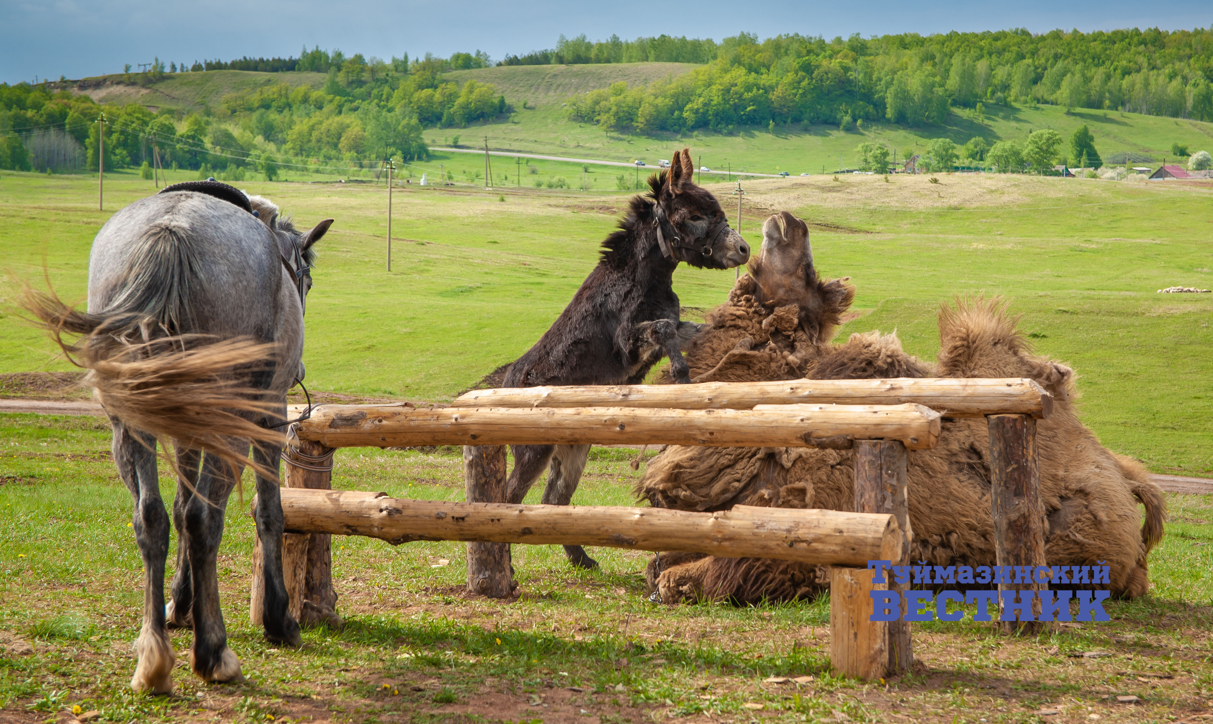 У жителя Туймазинского района в частном подворье живет верблюд