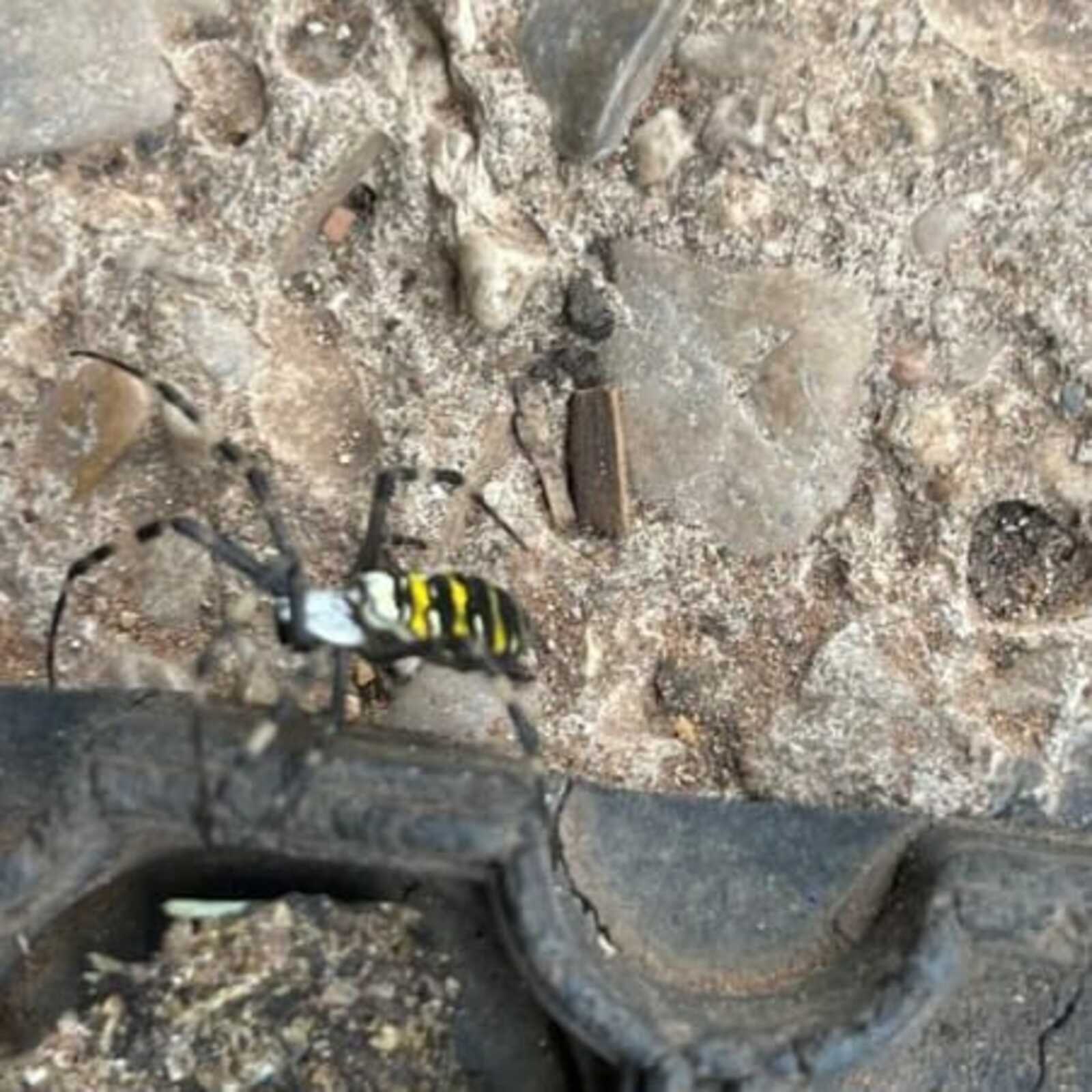 В Башкирии заговорили о нашествии пауков-ос