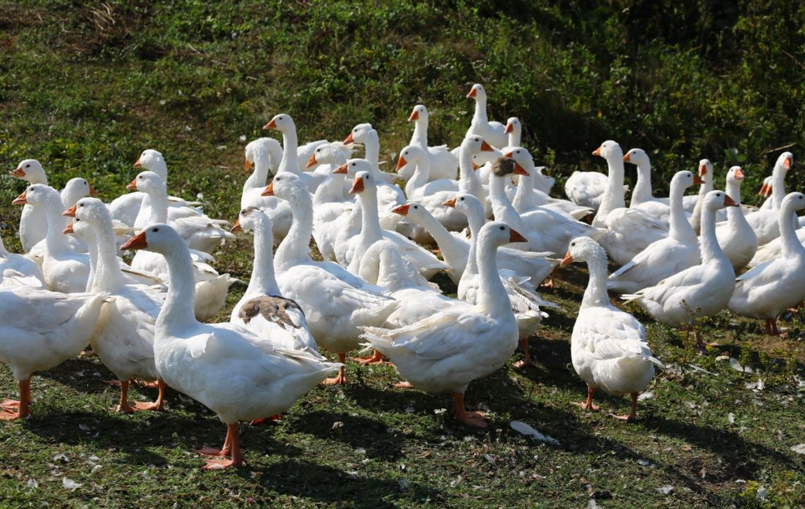 В Казахстане из привезенных их Башкирии яиц выведут гусят