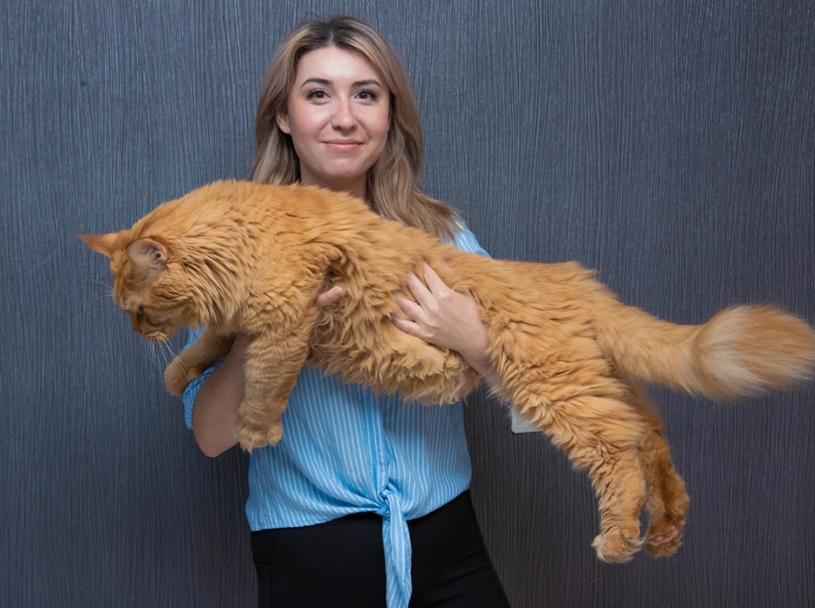 В Башкирии хозяйка мейн-куна рассказала о минусах этой породы кошек