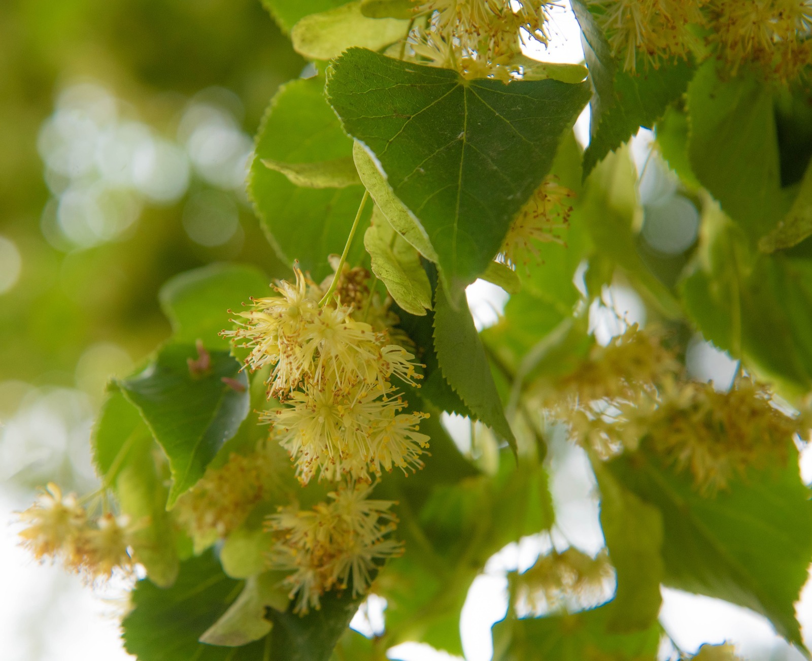 В Туймазы вновь придут сильные дожди