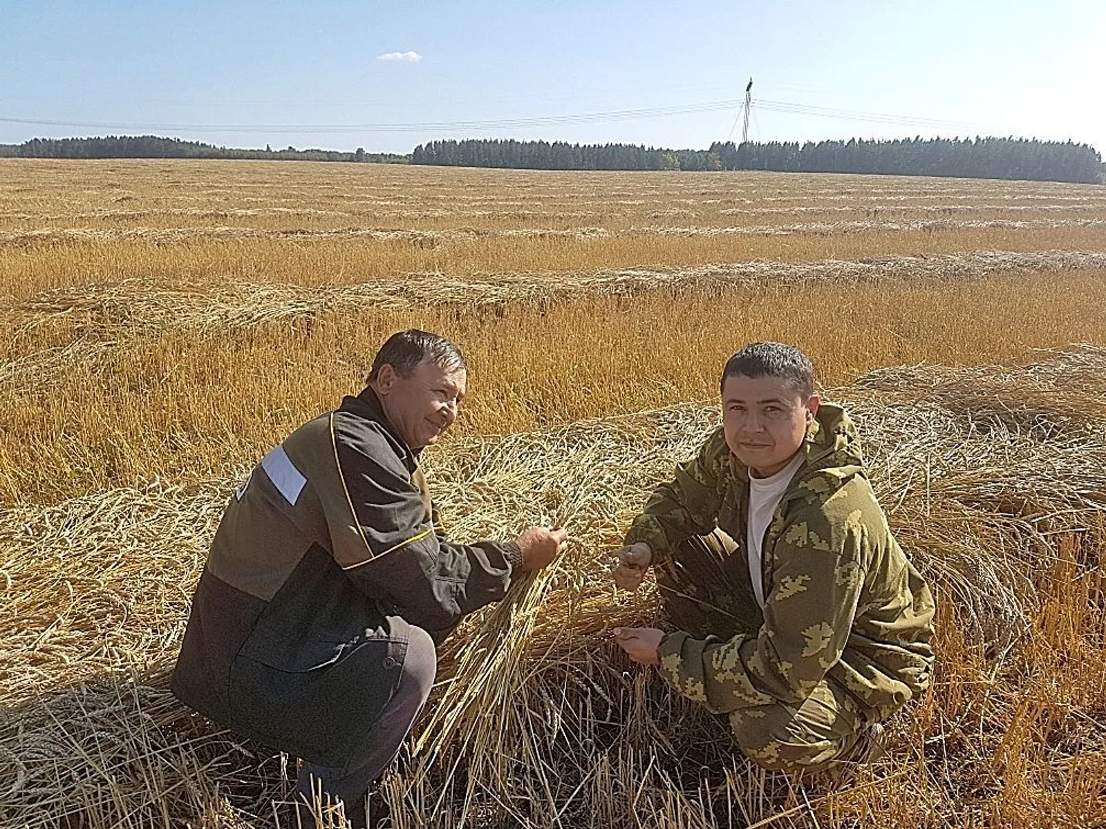 В Туймазах хозяйство вырубает перестойный лес и сажает зерновые