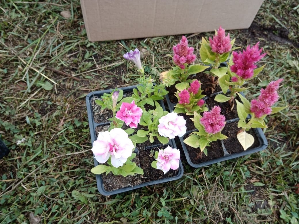 В Туймазах школьники посадили цветы Победы