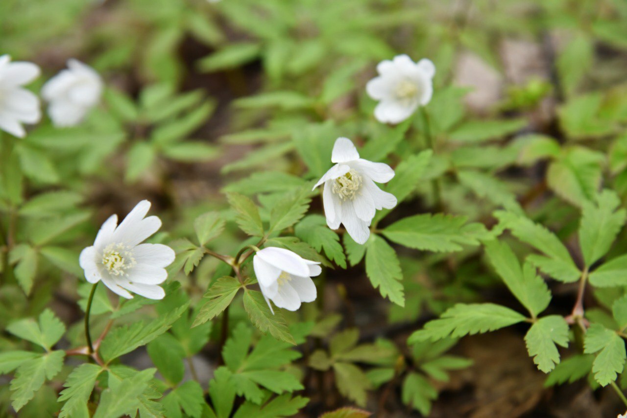 Жители Туймазов любуются первоцветами - фото