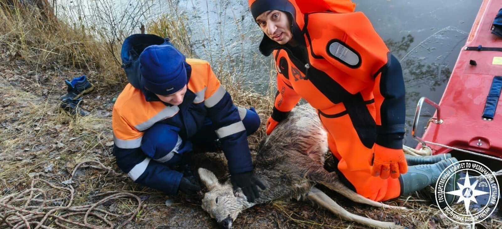 В Башкирии спасатели вытащили тонущую косулю