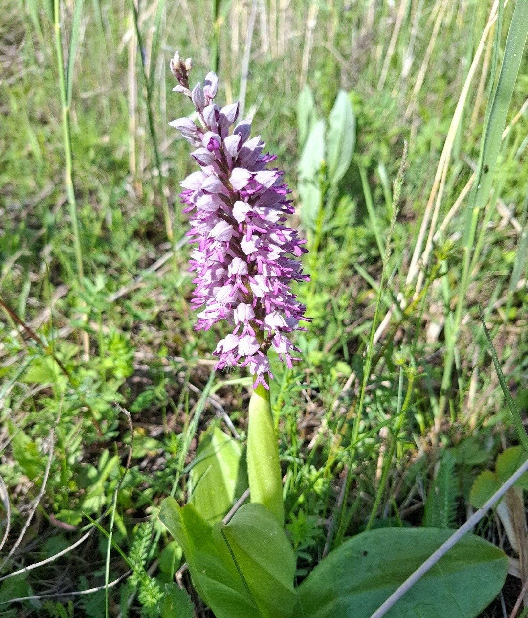В природном парке Туймазинского района расцвели редкие орхидеи