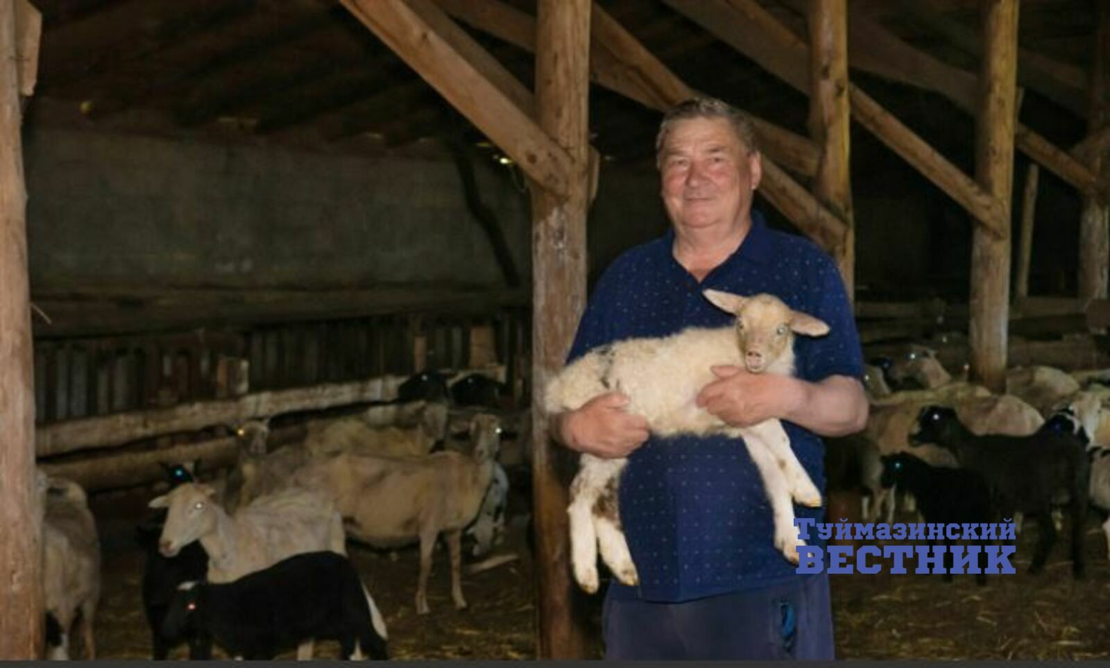 В Туймазах на животноводческой ферме идет ежегодная стрижка овец.