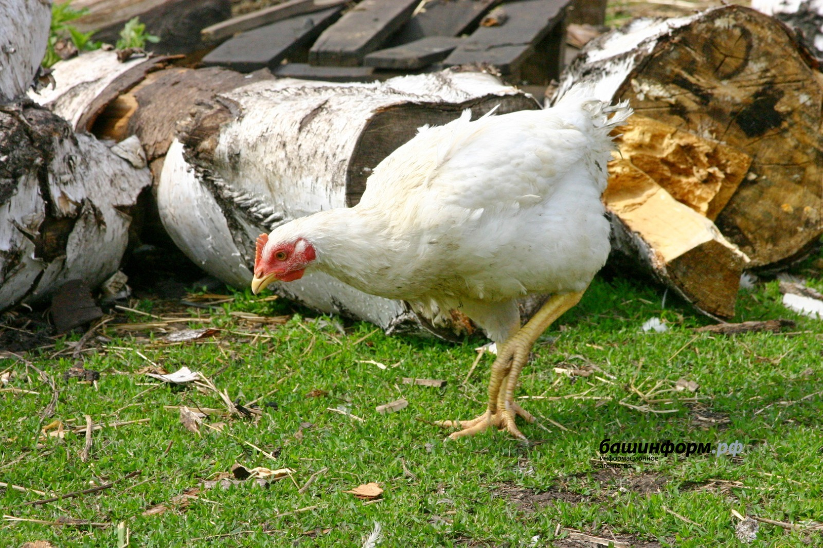 Куры из Башкирии «полетели» в Узбекистан