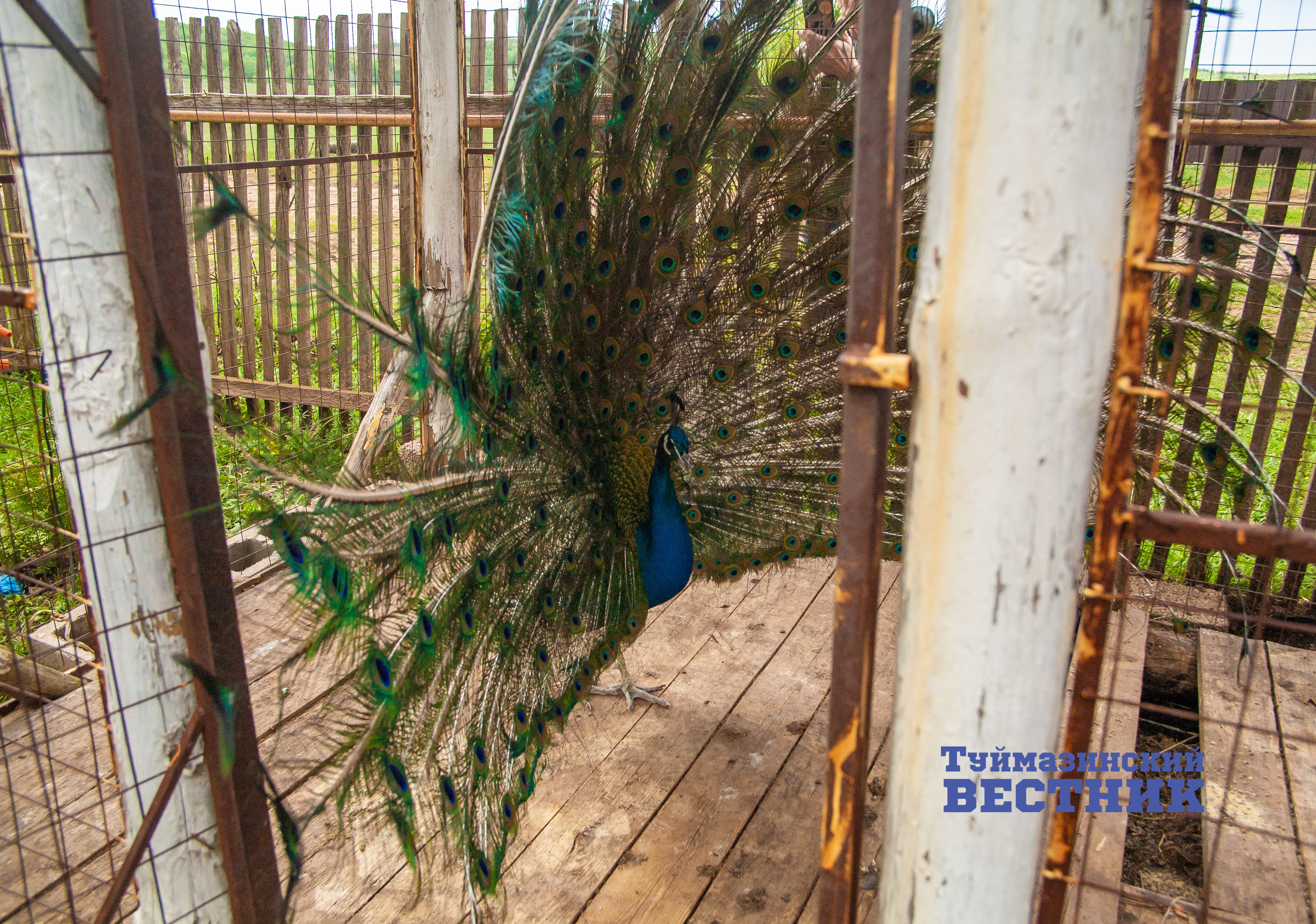 У жителя Туймазинского района в частном подворье живет верблюд