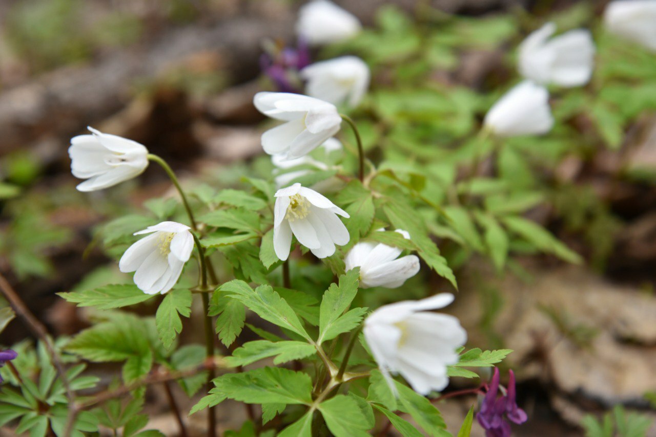 Жители Туймазов любуются первоцветами - фото