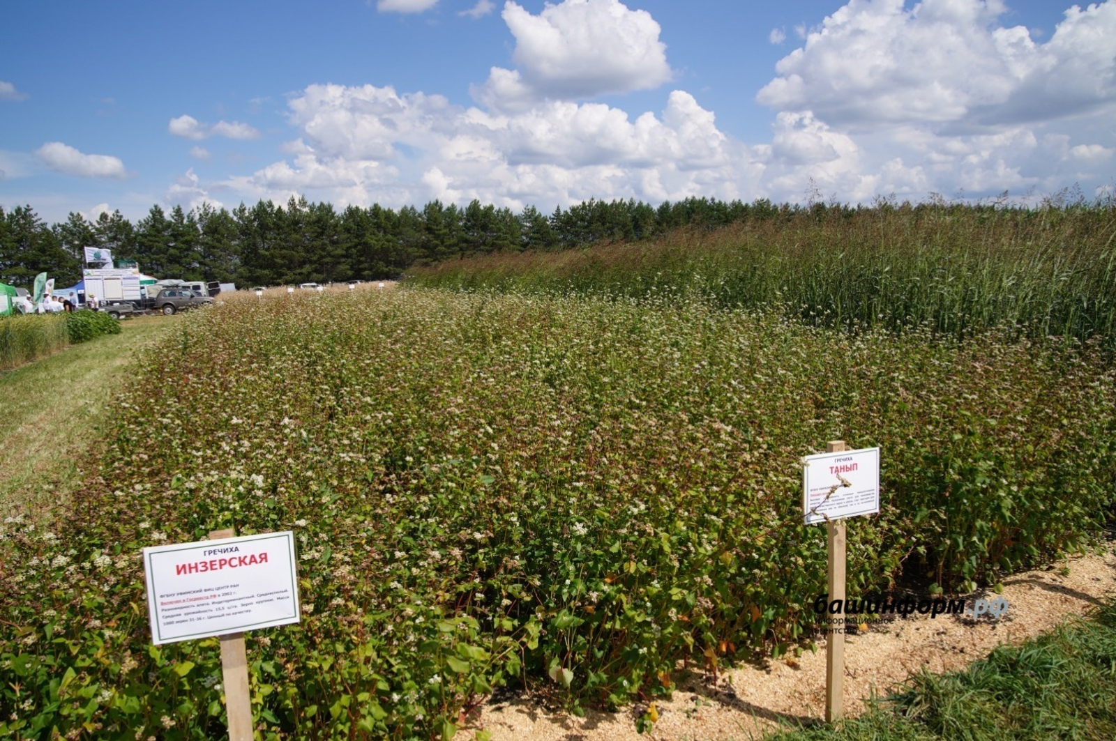 Из Башкирии в Швейцарию экспортировали крупы