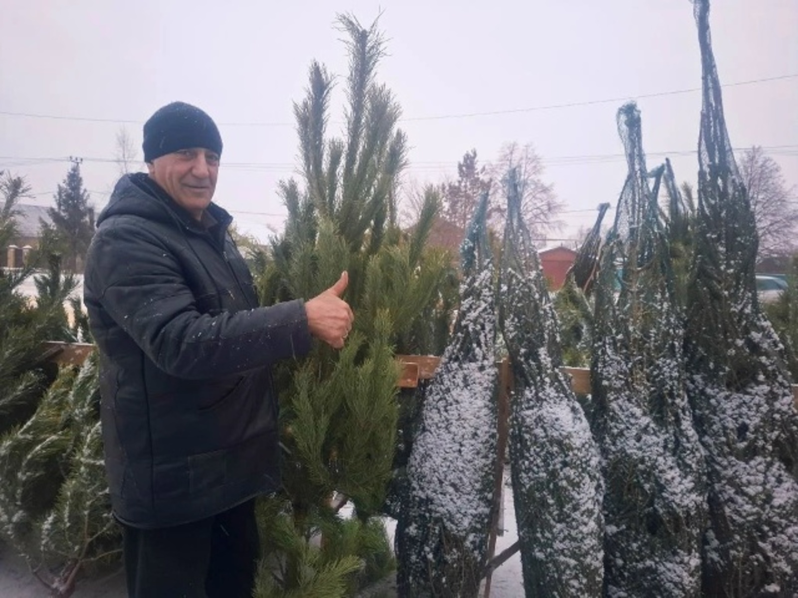 В Туймазах заработали елочные базары