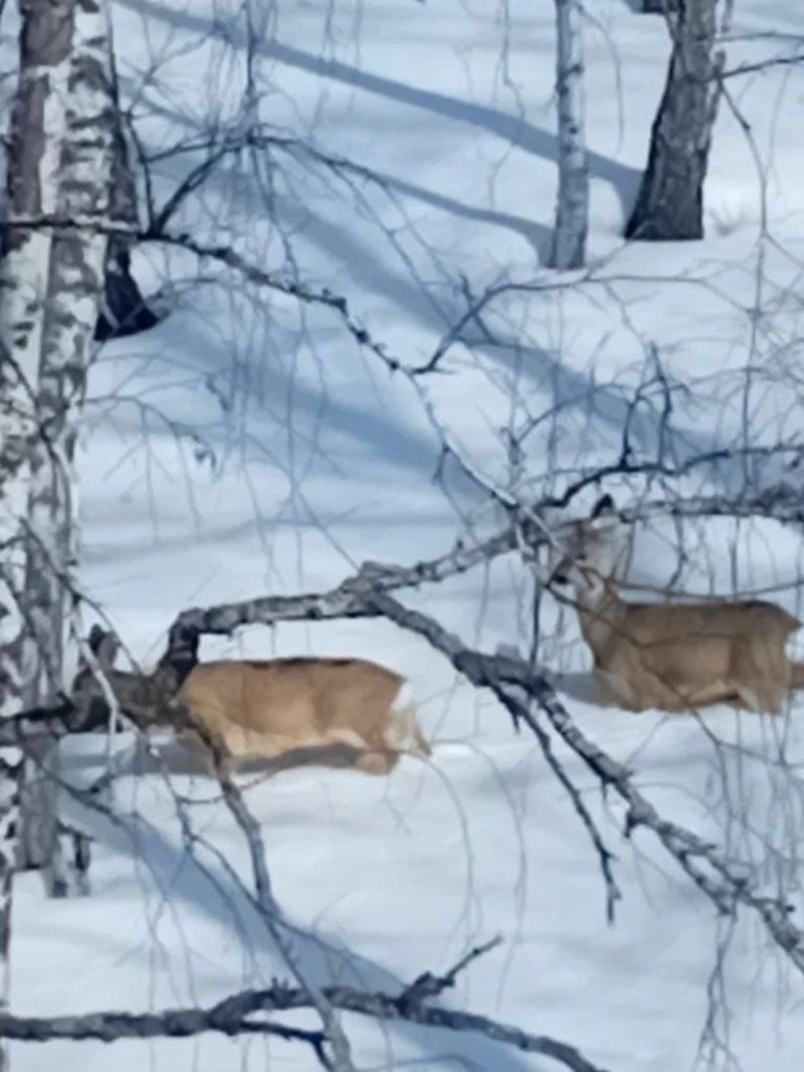 В Башкирии подсчитают зверей и птиц в охотничьих угодьях и заказниках
