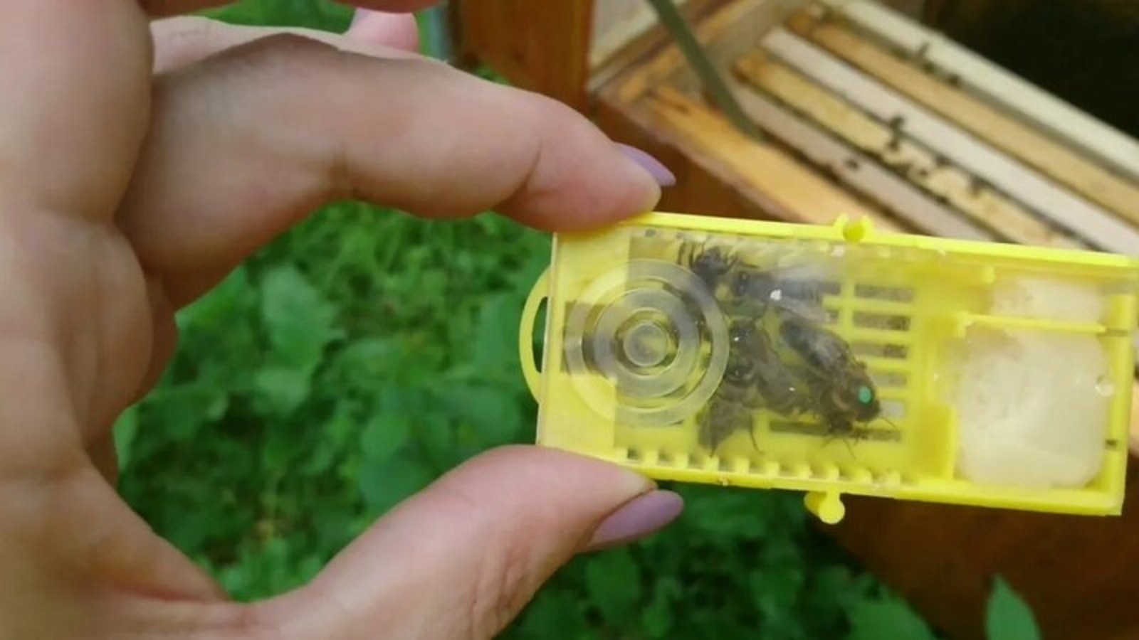 Из Башкирии в Иорданию экспортировали пчеломаток