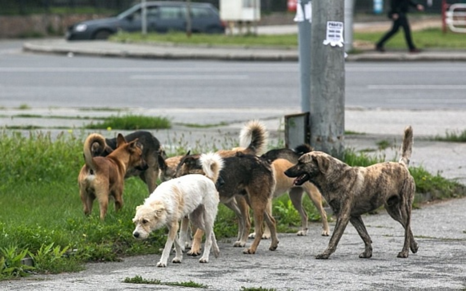 В Башкирии бродячие собаки напали на женщину и девочку