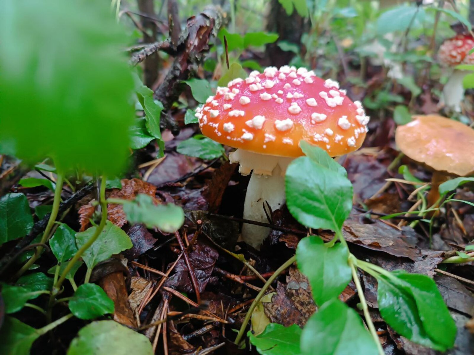 В Башкирии ищут грибника-потеряшку