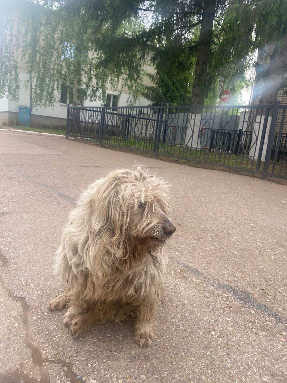 В Туймазах собака три года ждет хозяина около военкомата
