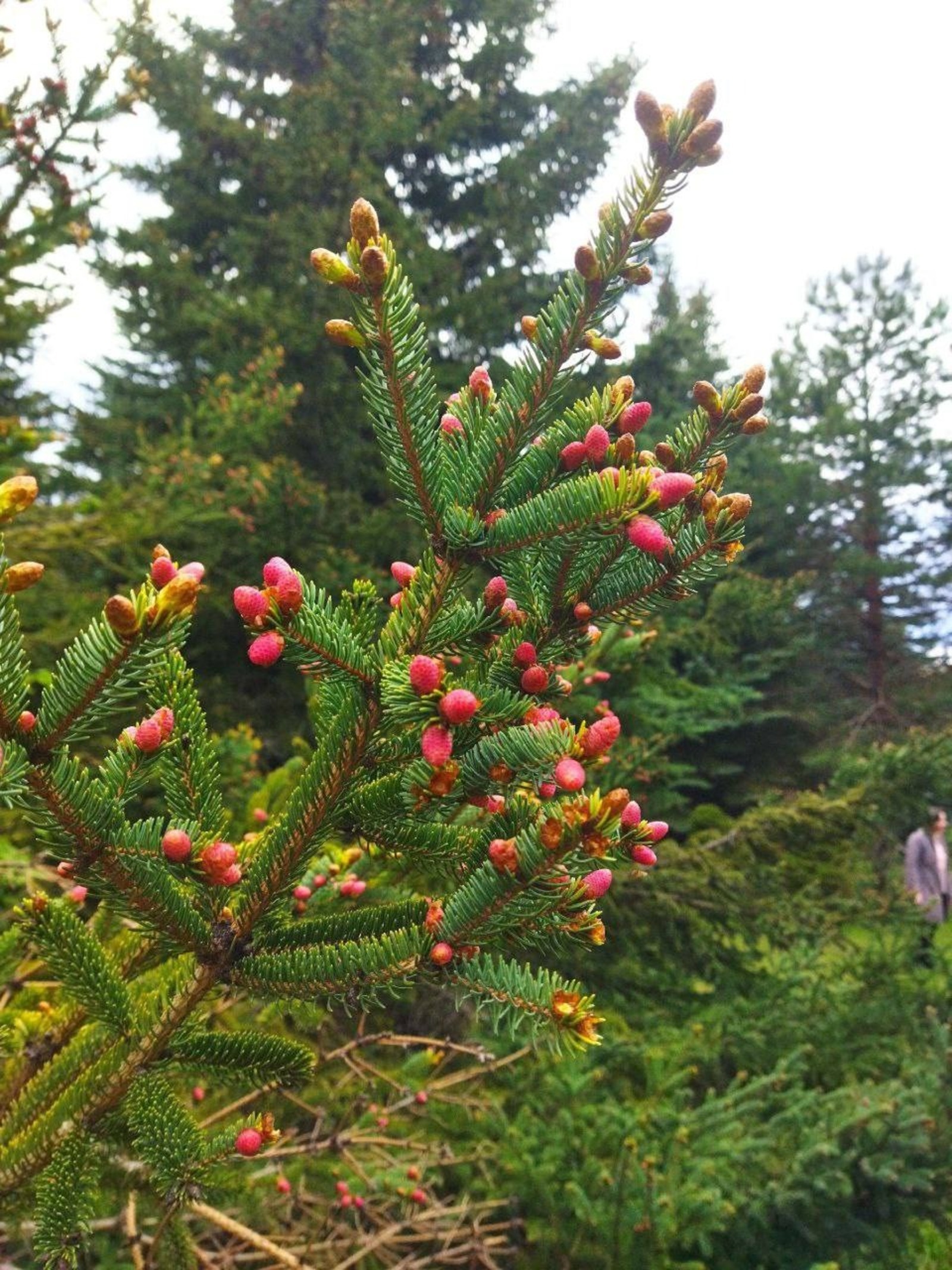 В Башкирии зацвела «хвойная сакура»