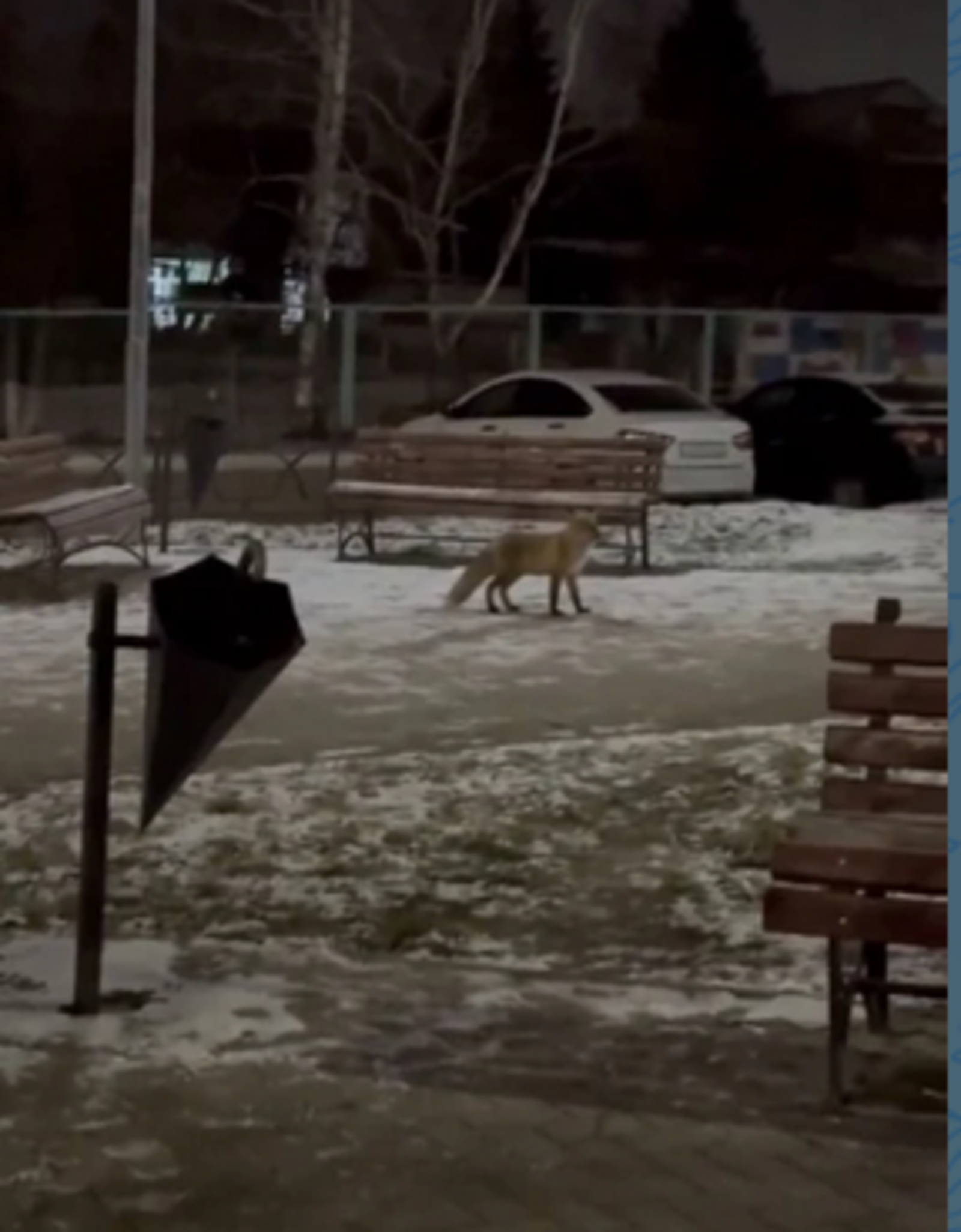 В центре города Башкирии заметили лису