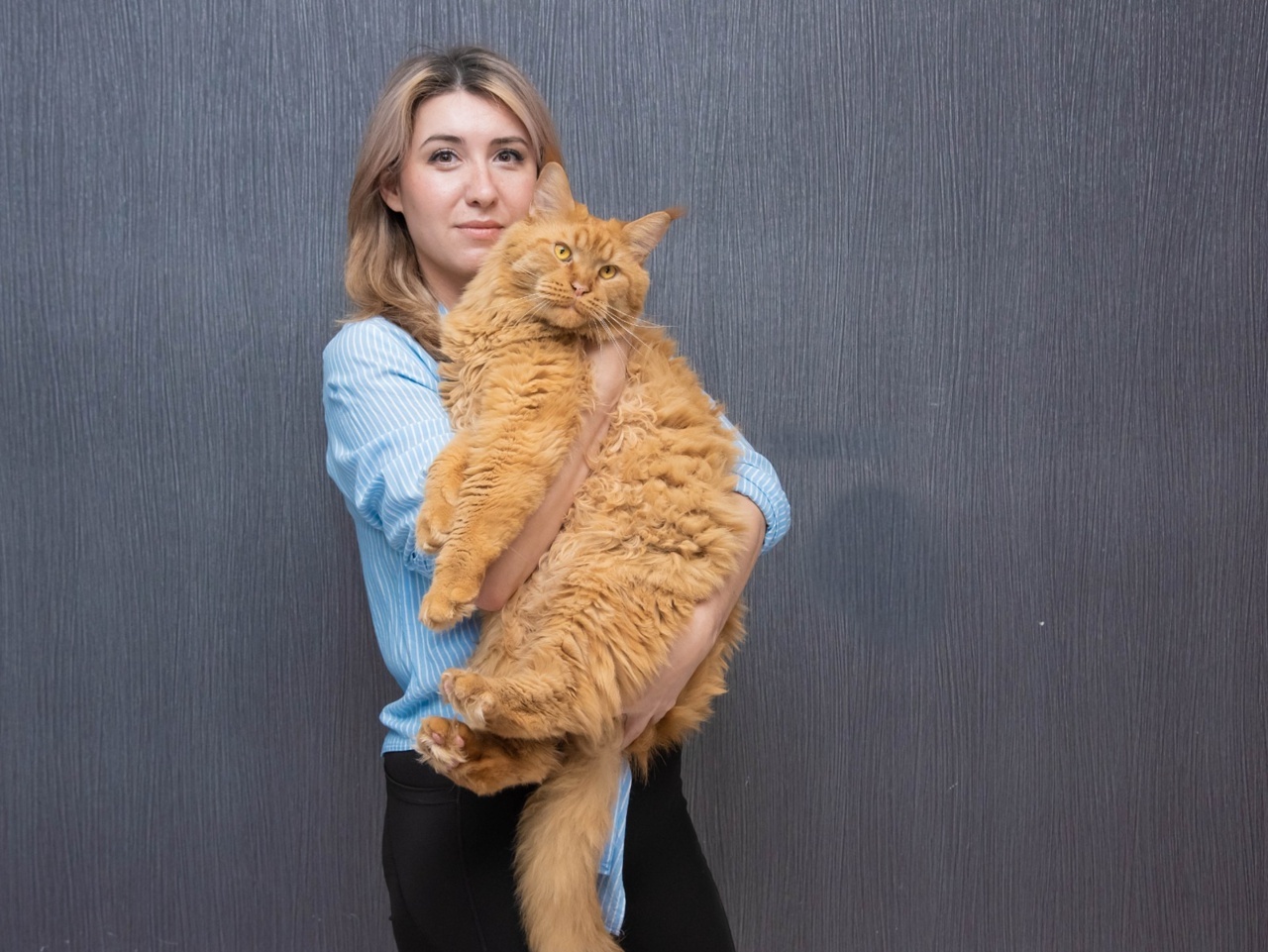 В Башкирии хозяйка мейн-куна рассказала о минусах этой породы кошек